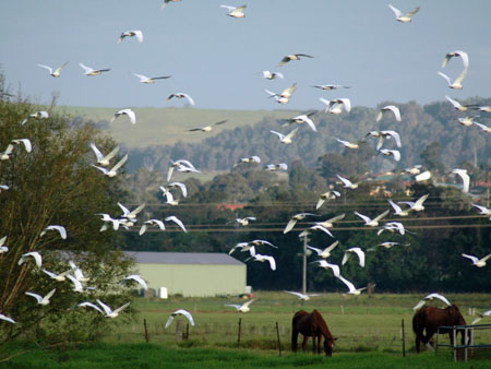 flock_18