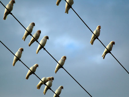 flock_19