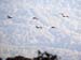 flock_04