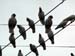 flock_08