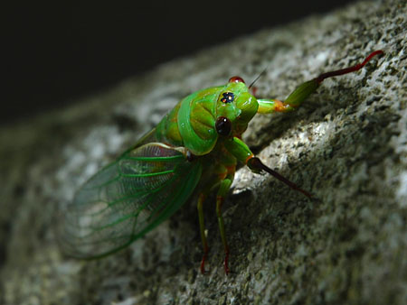 cicada_002