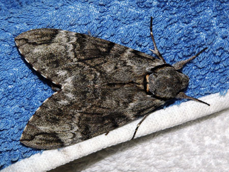 moth_2