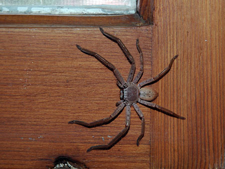 spider_2