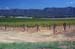 hunter_valley_007