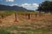 hunter_valley_009