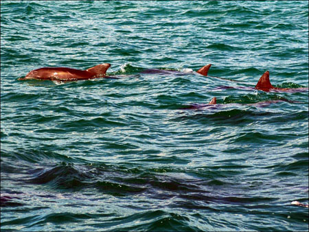 jervis_bay_31