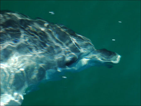 jervis_bay_54