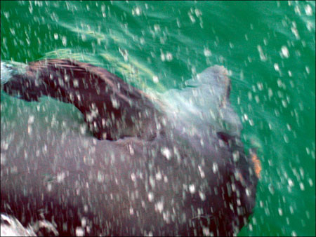 jervis_bay_59