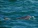 jervis_bay_50