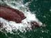 jervis_bay_56