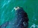 jervis_bay_57