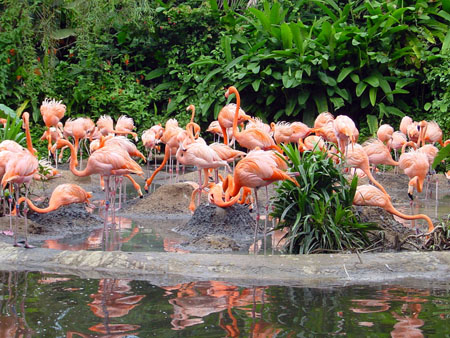 jurong_bird_park_1