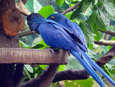 jurong_bird_park_2