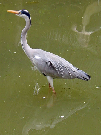 jurong_bird_park_3