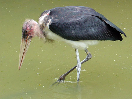 jurong_bird_park_4