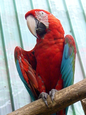 jurong_bird_park_8