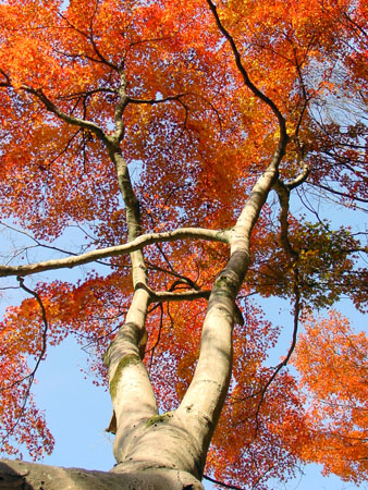 kyoto_temple_1_36