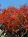 kyoto_temple_1_42