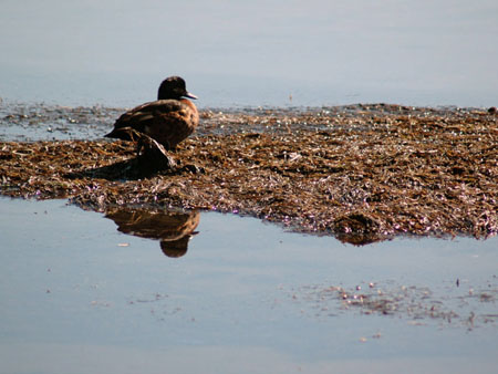 lake_illawarra_02