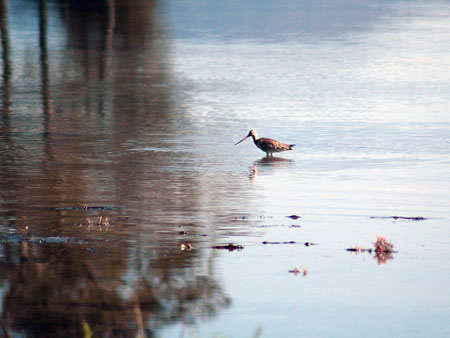 lake_illawarra_03