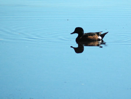 lake_illawarra_08