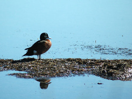 lake_illawarra_10