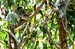 lemon_tree_007