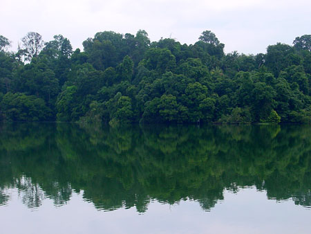 macritchie_003