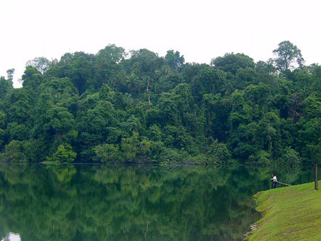 macritchie_005