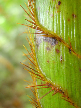 macritchie_008