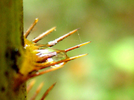 macritchie_009