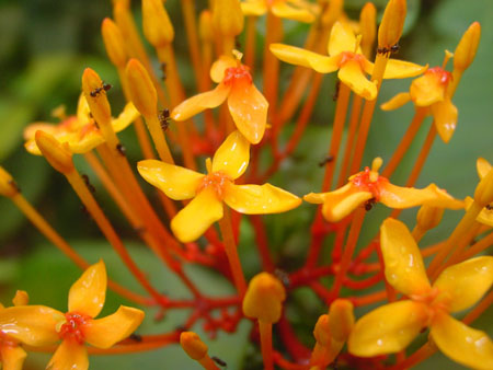 macritchie_020