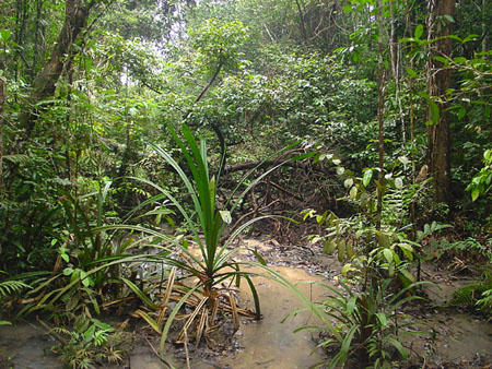 macritchie_022