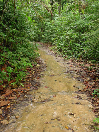 macritchie_034