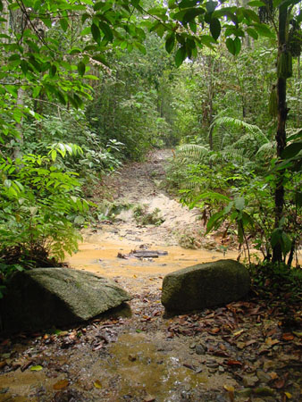 macritchie_035