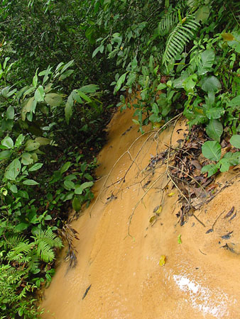 macritchie_037