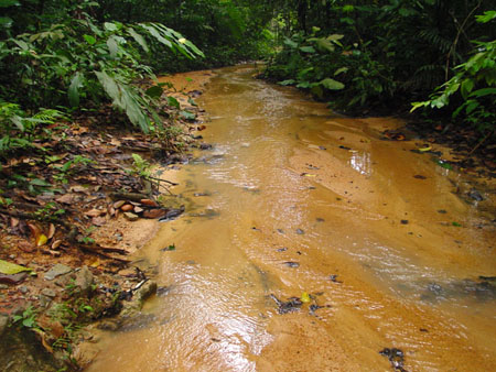 macritchie_038