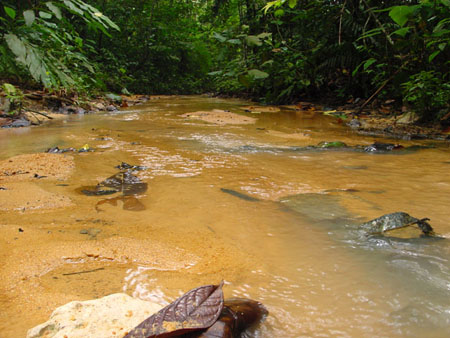 macritchie_040