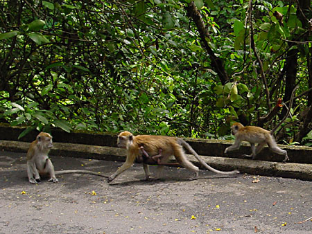 macritchie_048