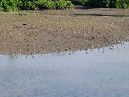 Sungei_Buloh_03