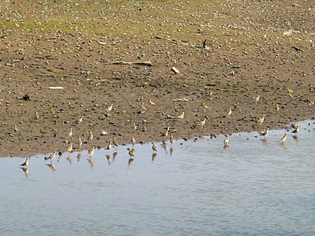 Sungei_Buloh_04