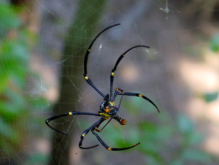 Sungei_Buloh_05