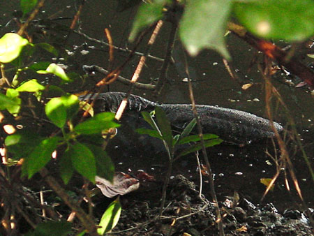 Sungei_Buloh_18