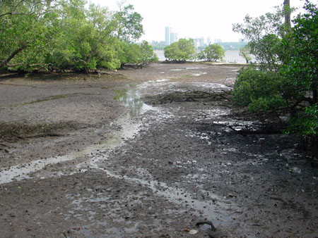 Sungei_Buloh_20