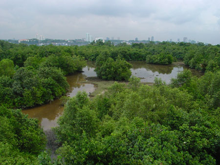 Sungei_Buloh_24