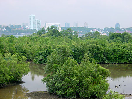 Sungei_Buloh_25