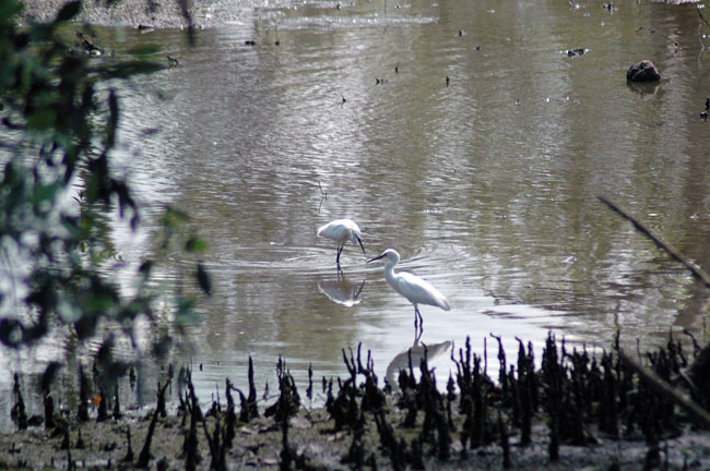 sungei_buloh_02