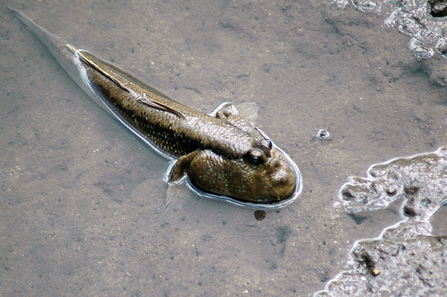 sungei_buloh_05