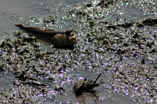 sungei_buloh_07