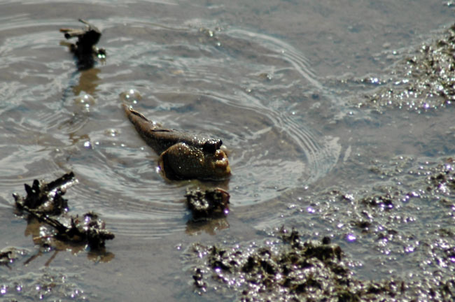 sungei_buloh_08